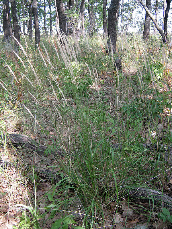 Image of Calamagrostis arundinacea specimen.