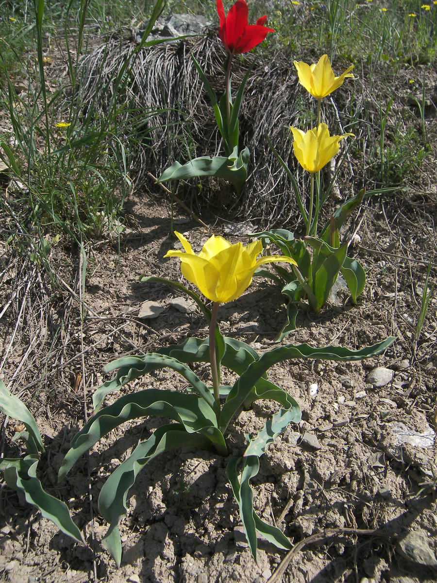 Изображение особи Tulipa sosnowskyi.