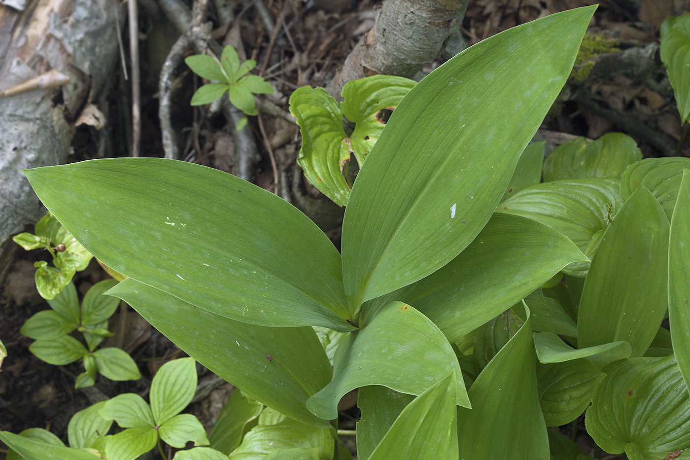 Image of Convallaria keiskei specimen.