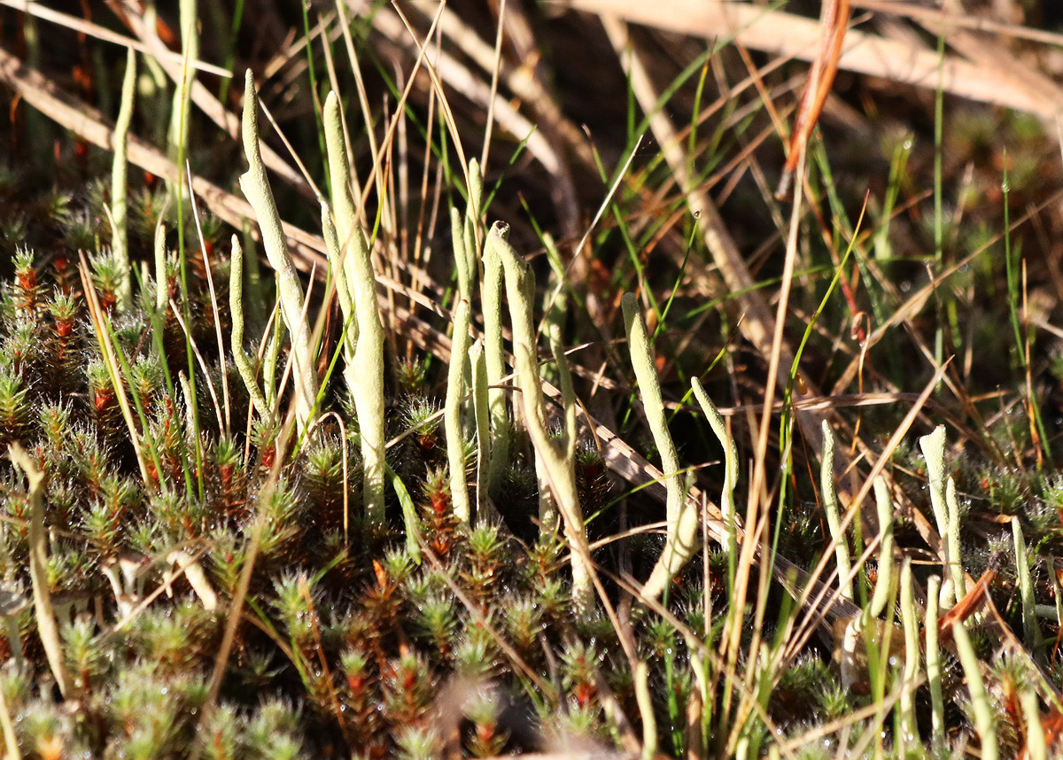 Image of genus Cladonia specimen.