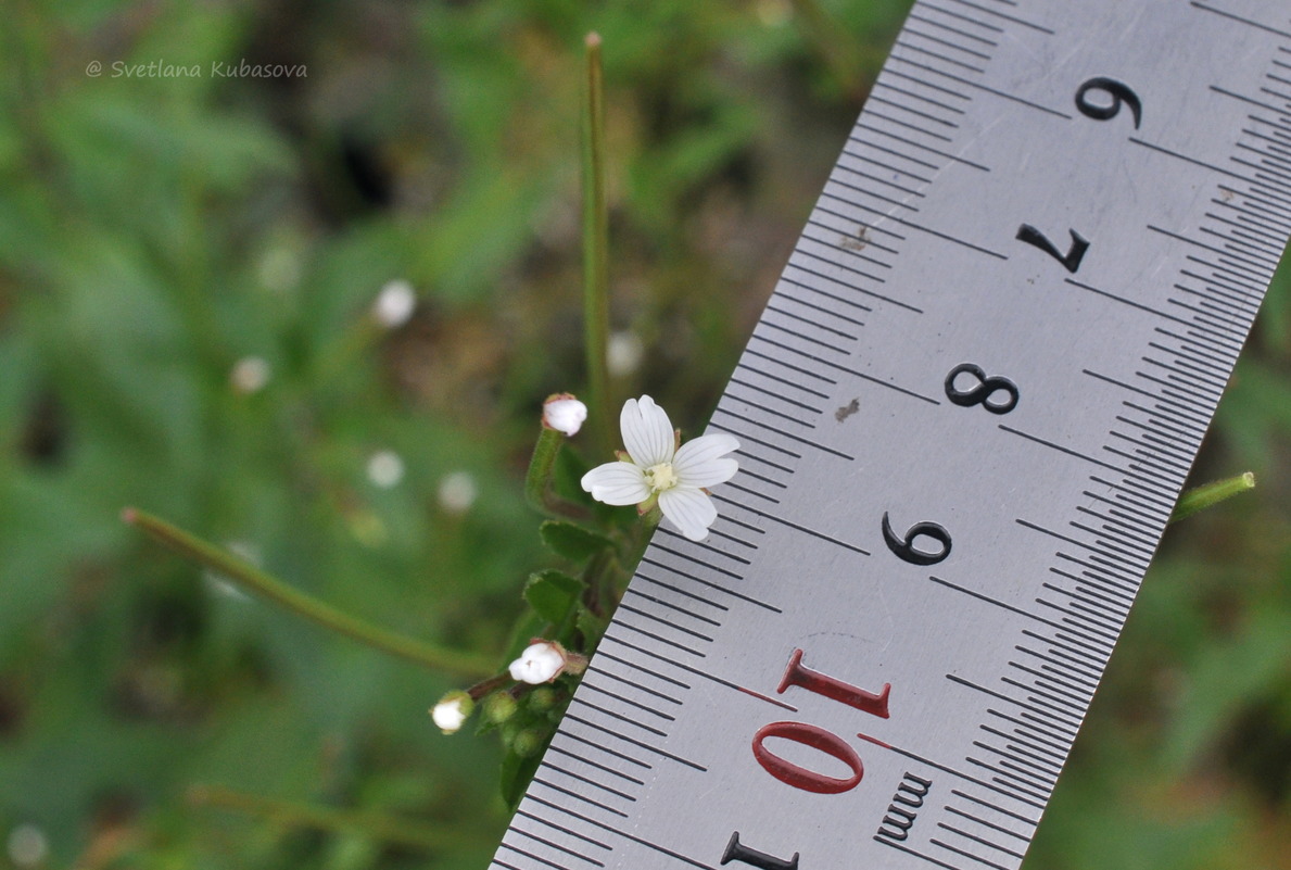 Image of Epilobium pseudorubescens specimen.