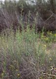 Scrophularia hypericifolia. Цветущее растение. Израиль, у южной окраины Ашдода, пески. 10.03.2020.