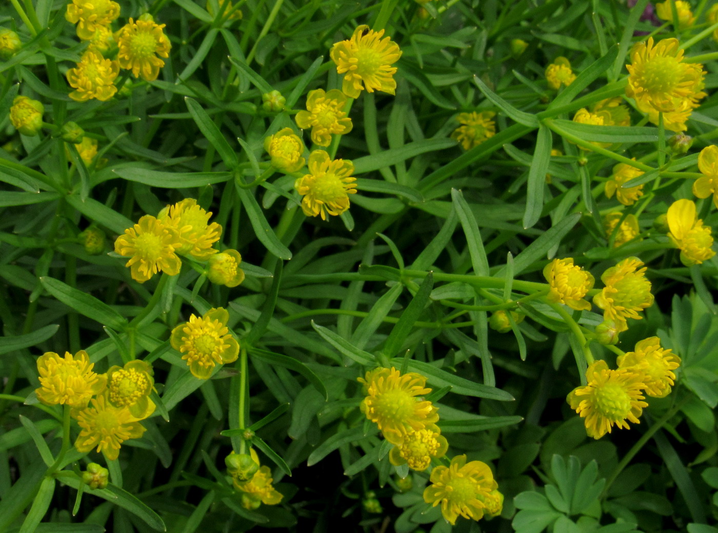 Image of Ranunculus manensis specimen.