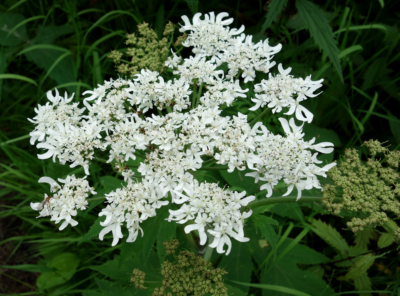 Image of Heracleum moellendorffii specimen.