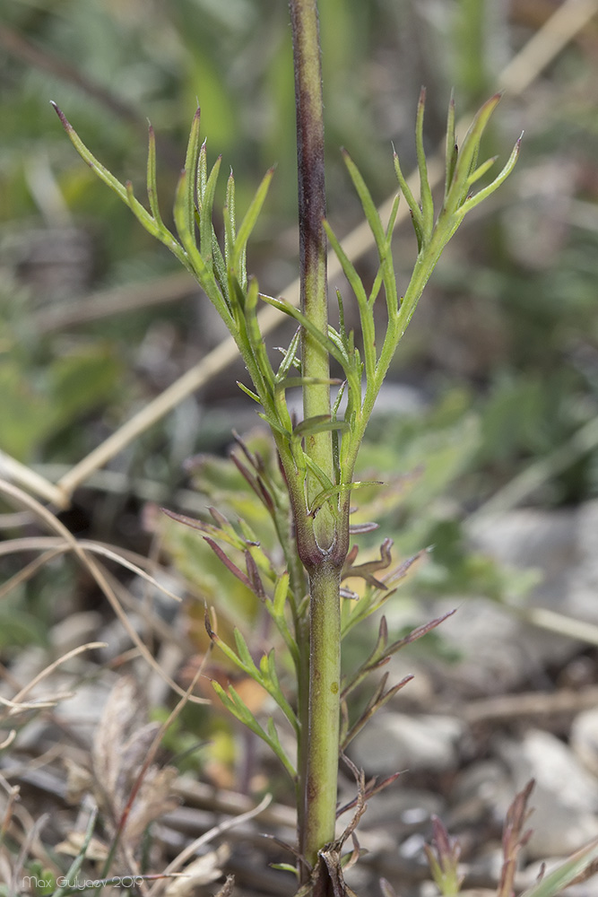 Image of Scabiosa columbaria specimen.