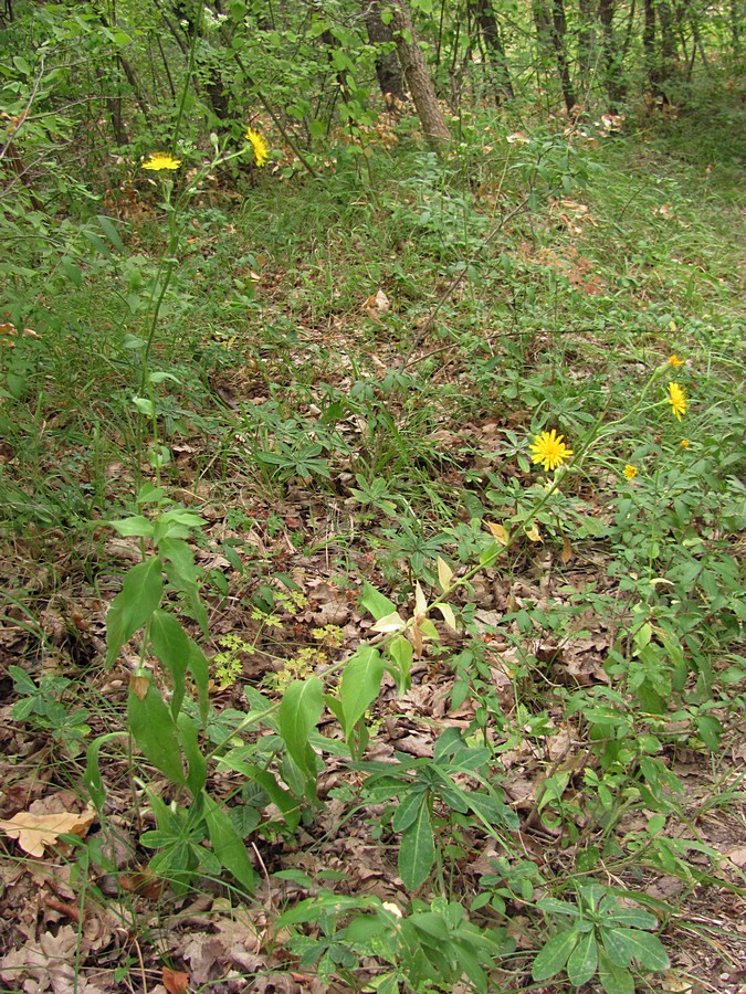 Image of genus Hieracium specimen.