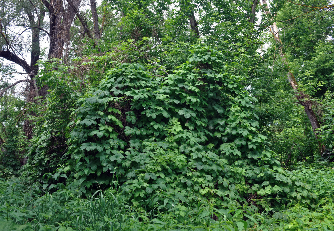 Изображение особи Humulus lupulus.