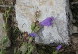 Dracocephalum peregrinum. Верхушка побега с цветком. Республика Алтай, Усть-Канский р-н, юго-западный каменистый склон Белой горы. 27.07.2020.