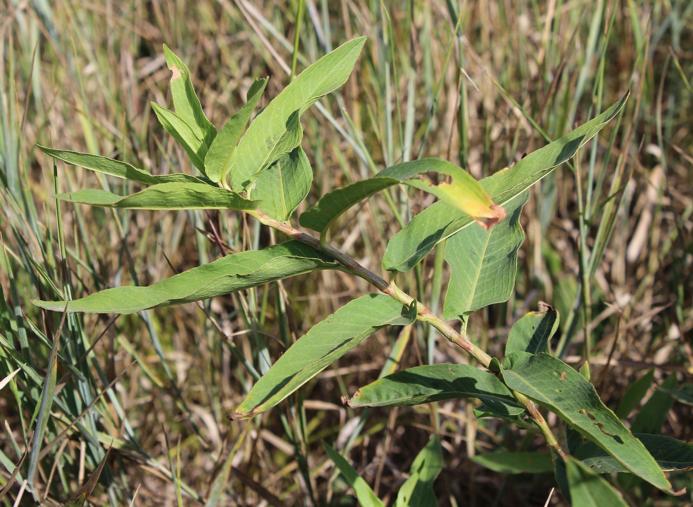 Изображение особи Persicaria amphibia.