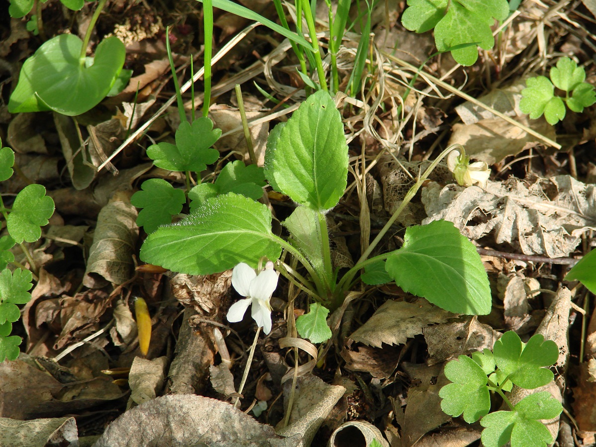 Image of Viola alexandrowiana specimen.