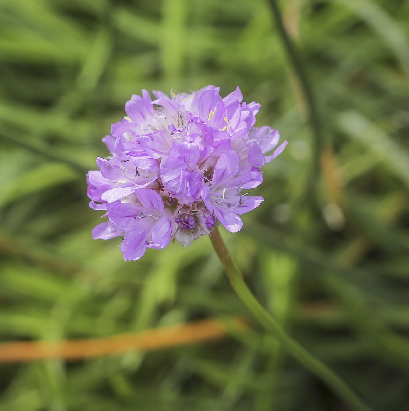 Изображение особи Armeria vulgaris.