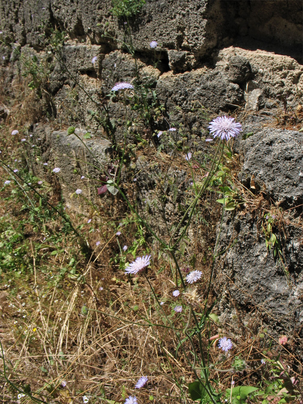 Изображение особи Knautia integrifolia ssp. urvillei.