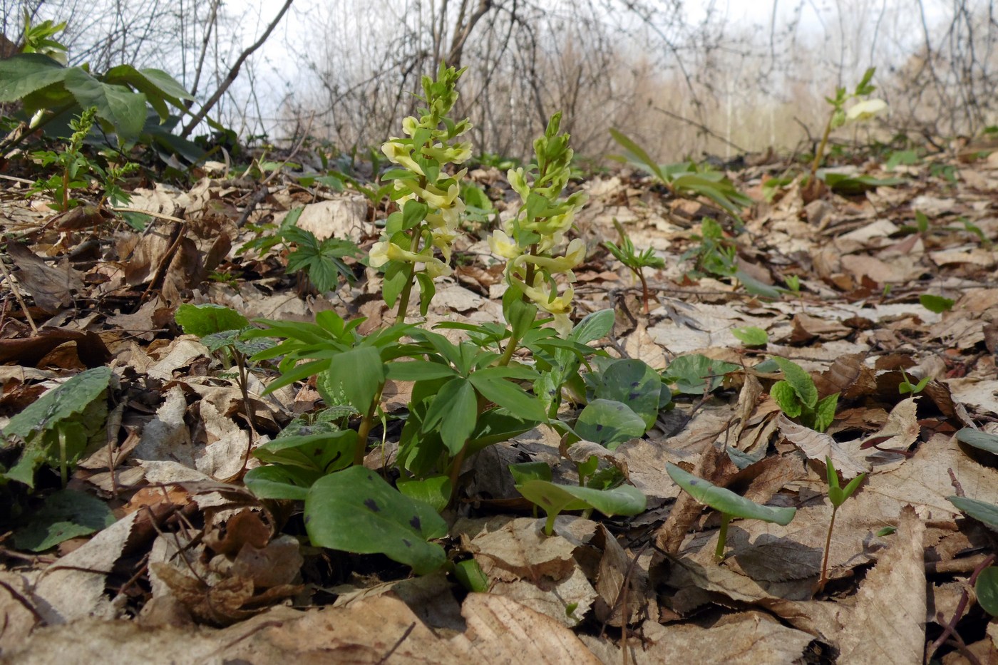 Image of Corydalis marschalliana specimen.