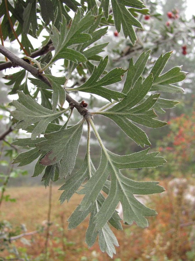 Image of Crataegus orientalis specimen.