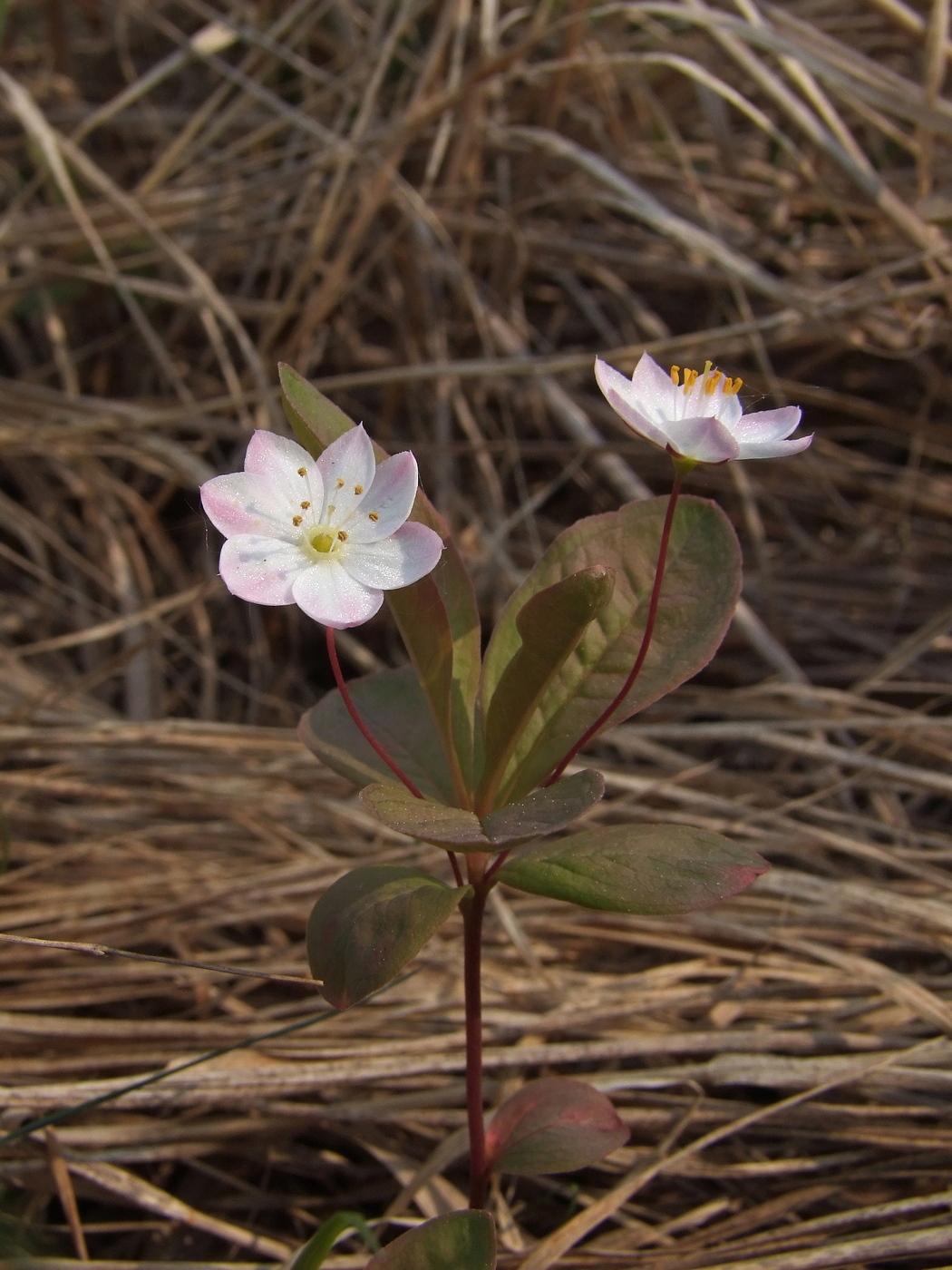 Image of Trientalis europaea specimen.