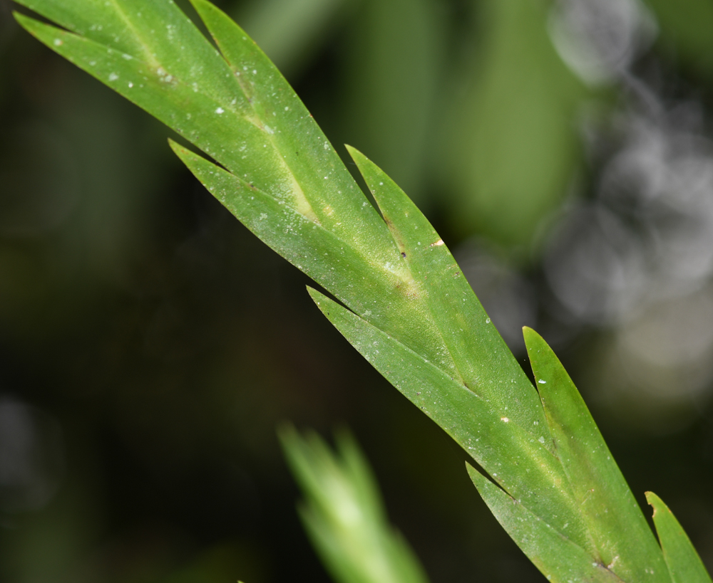 Image of Lockhartia longifolia specimen.