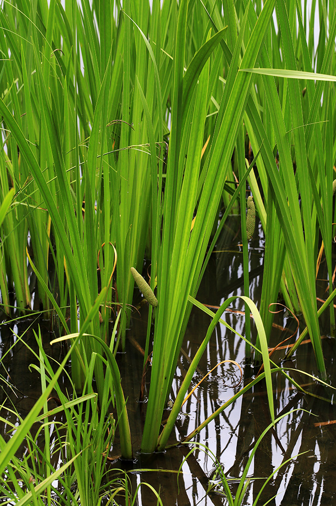 Изображение особи Acorus calamus.