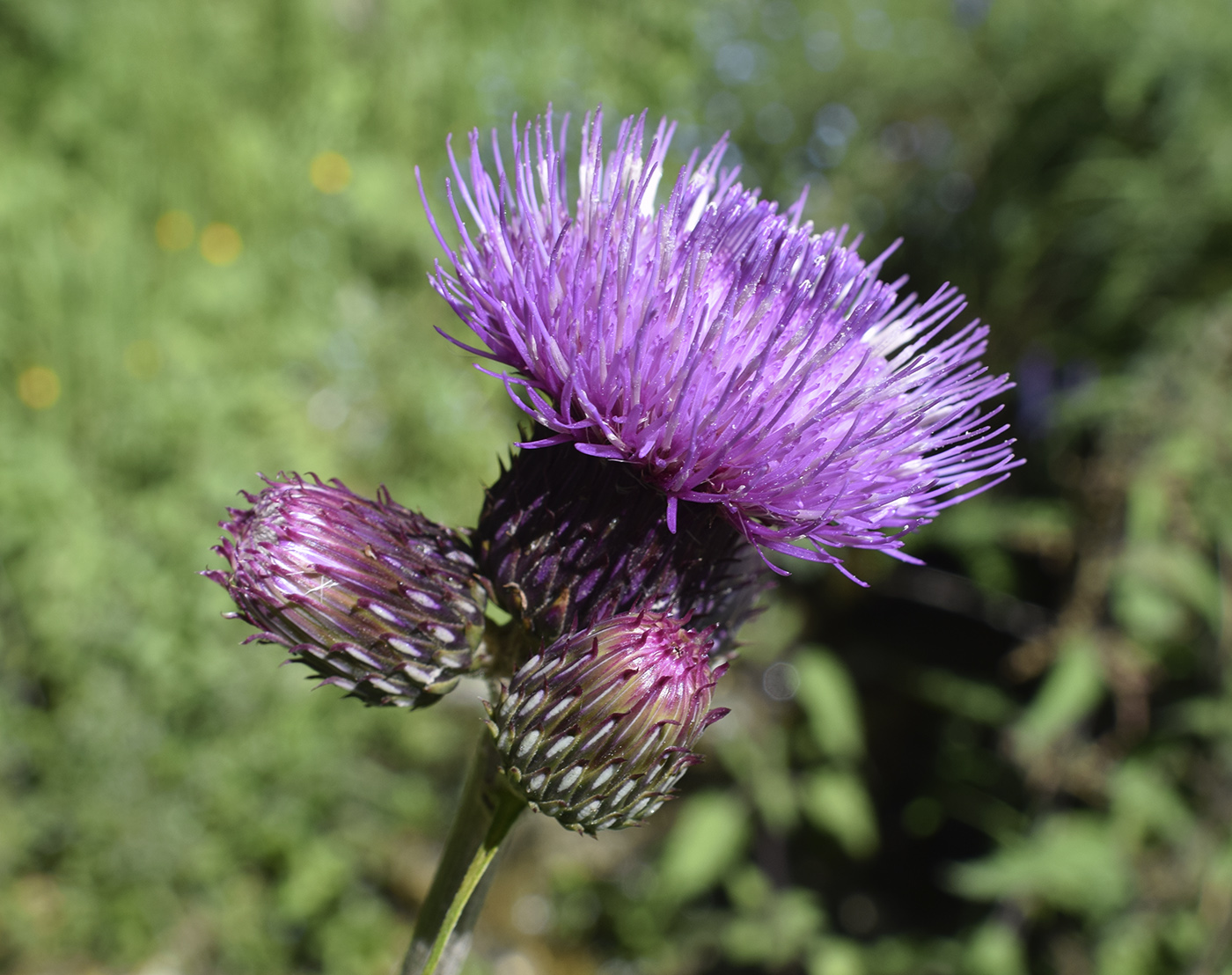 Image of Cirsium rivulare specimen.