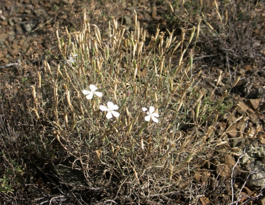 Image of Dianthus ramosissimus specimen.