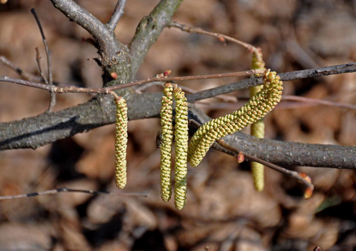 Image of Corylus avellana specimen.