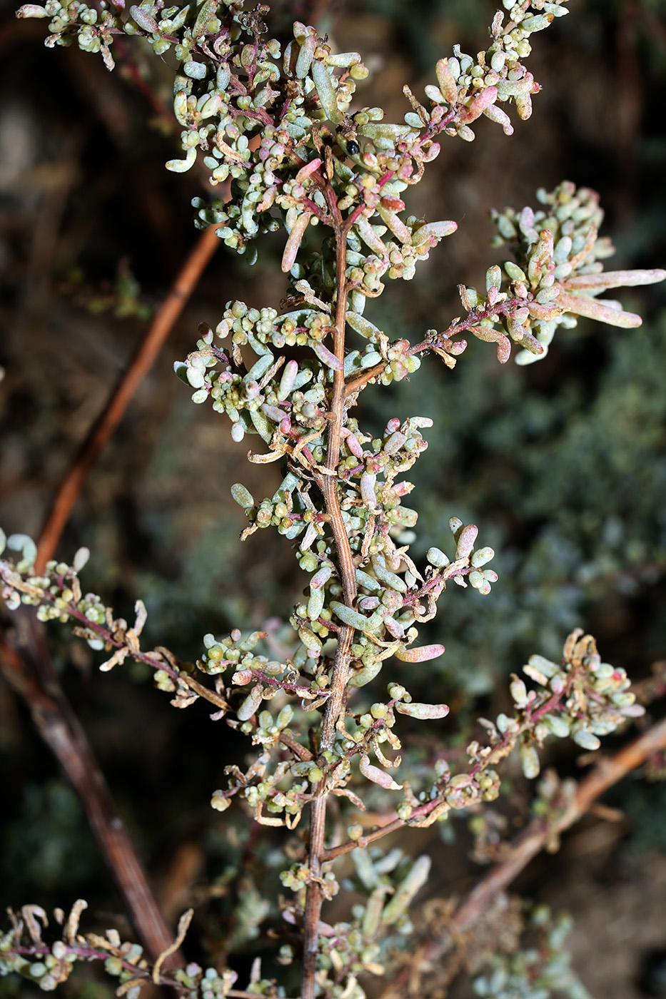 Image of Suaeda arcuata specimen.