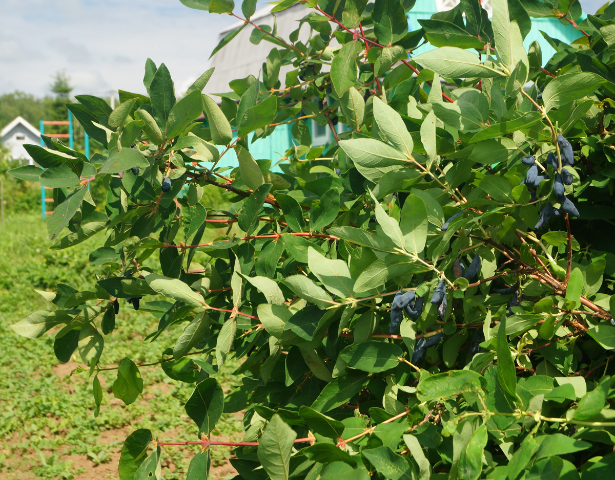 Изображение особи Lonicera edulis.