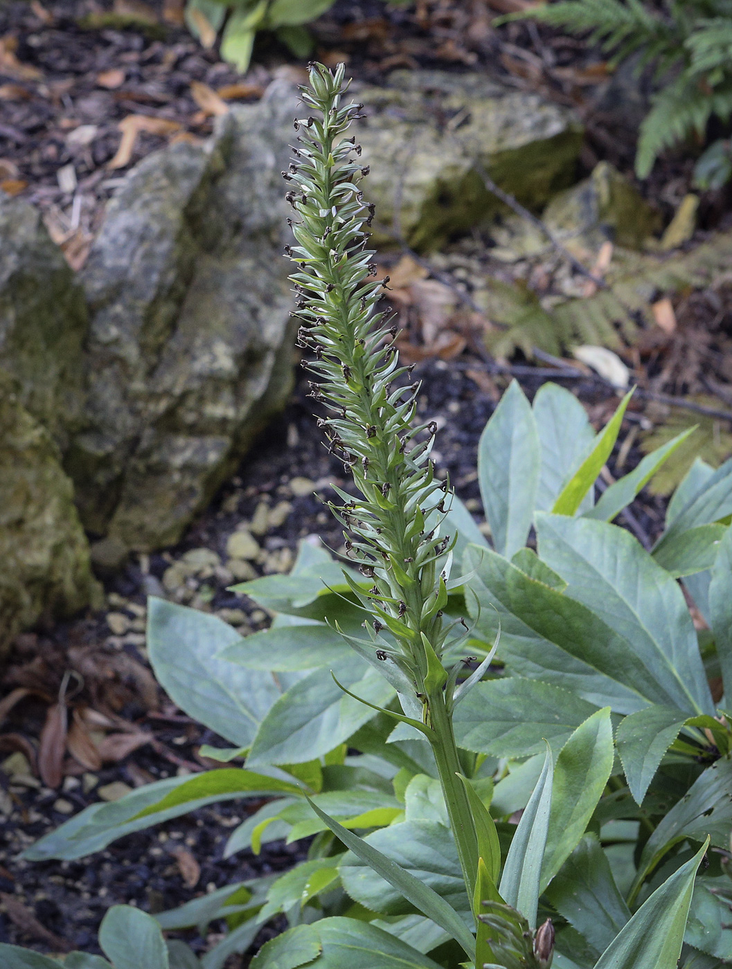 Image of genus Dactylorhiza specimen.