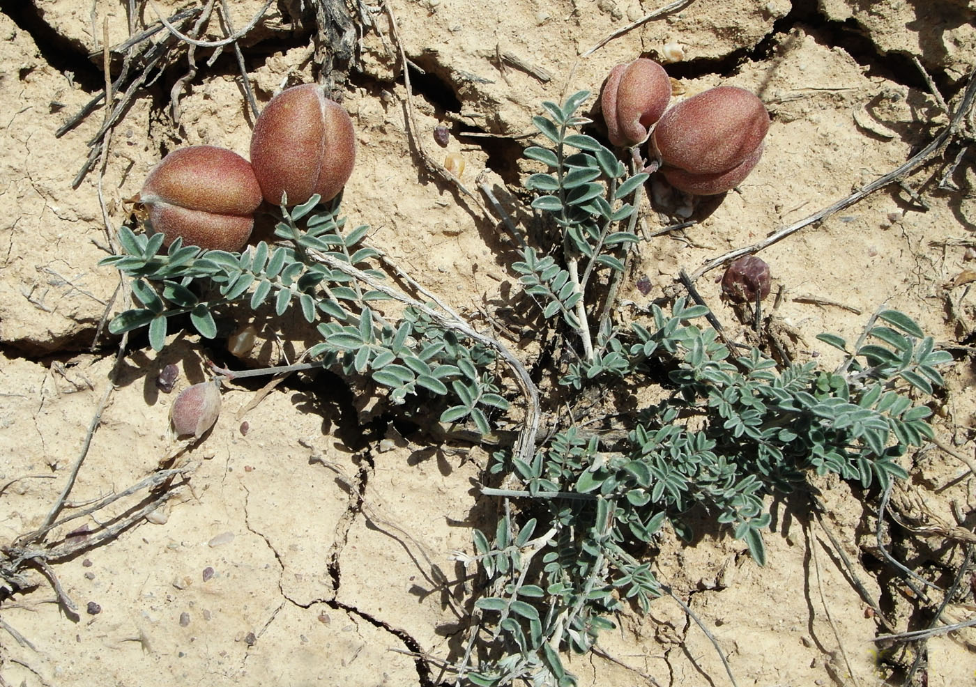 Изображение особи род Astragalus.