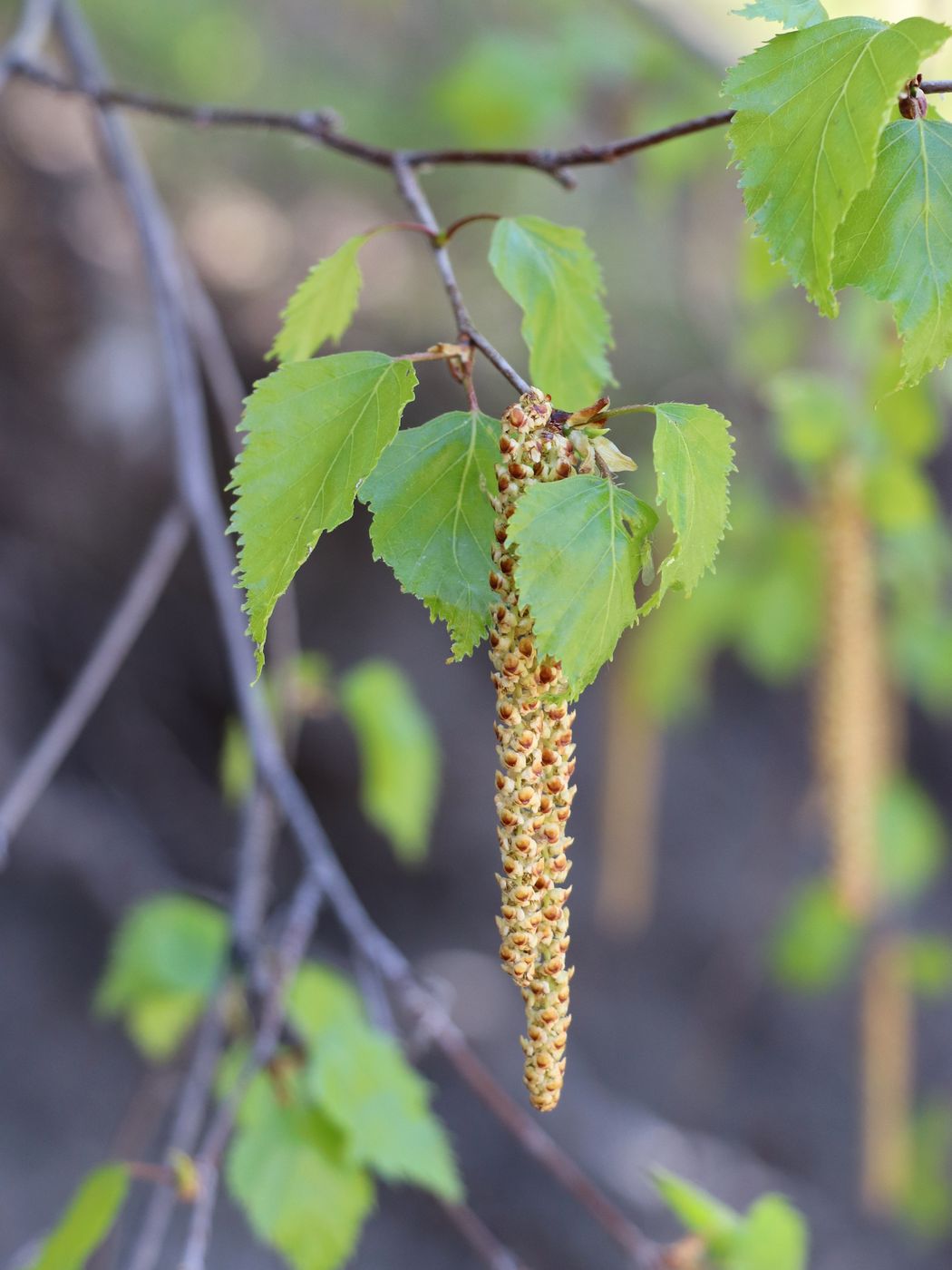 Image of Betula pendula specimen.