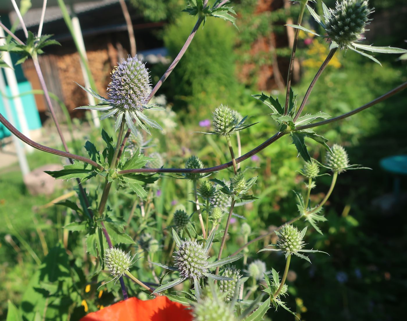 Изображение особи Eryngium planum.