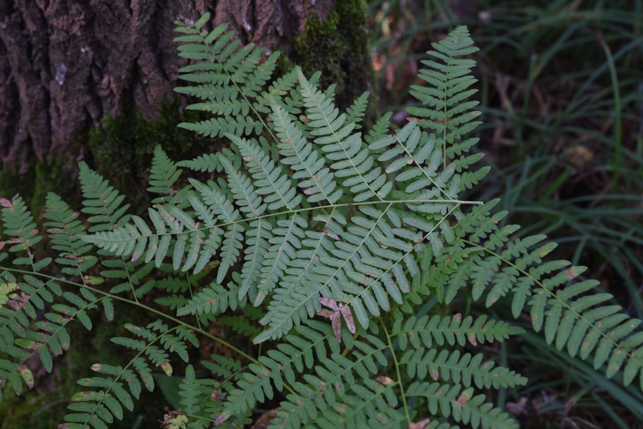 Изображение особи Pteridium pinetorum.