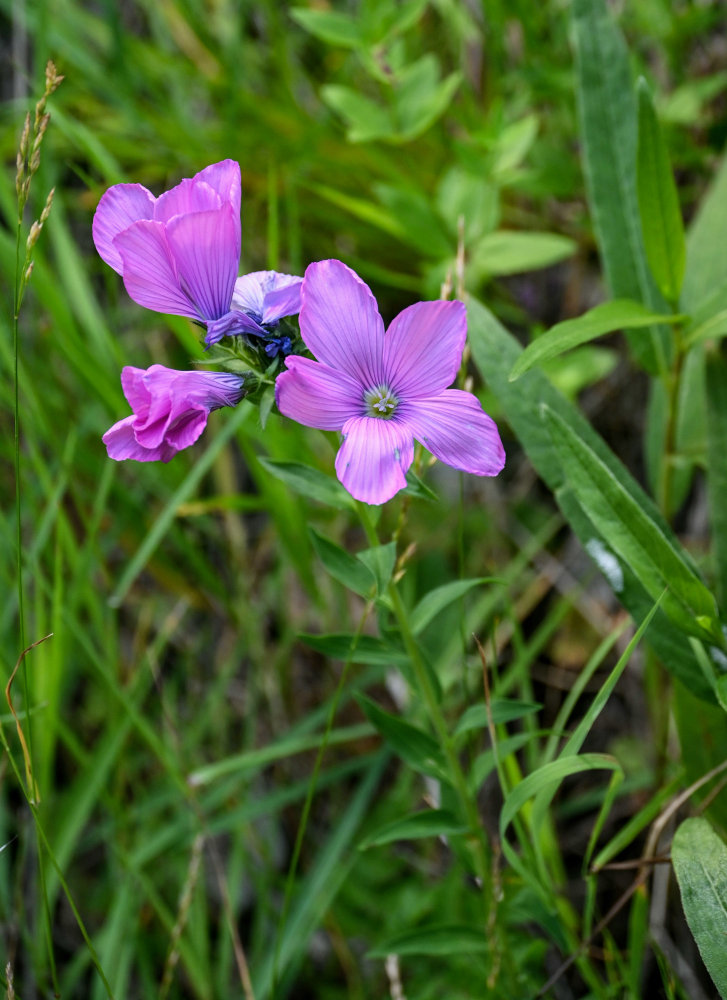 Изображение особи Linum hypericifolium.