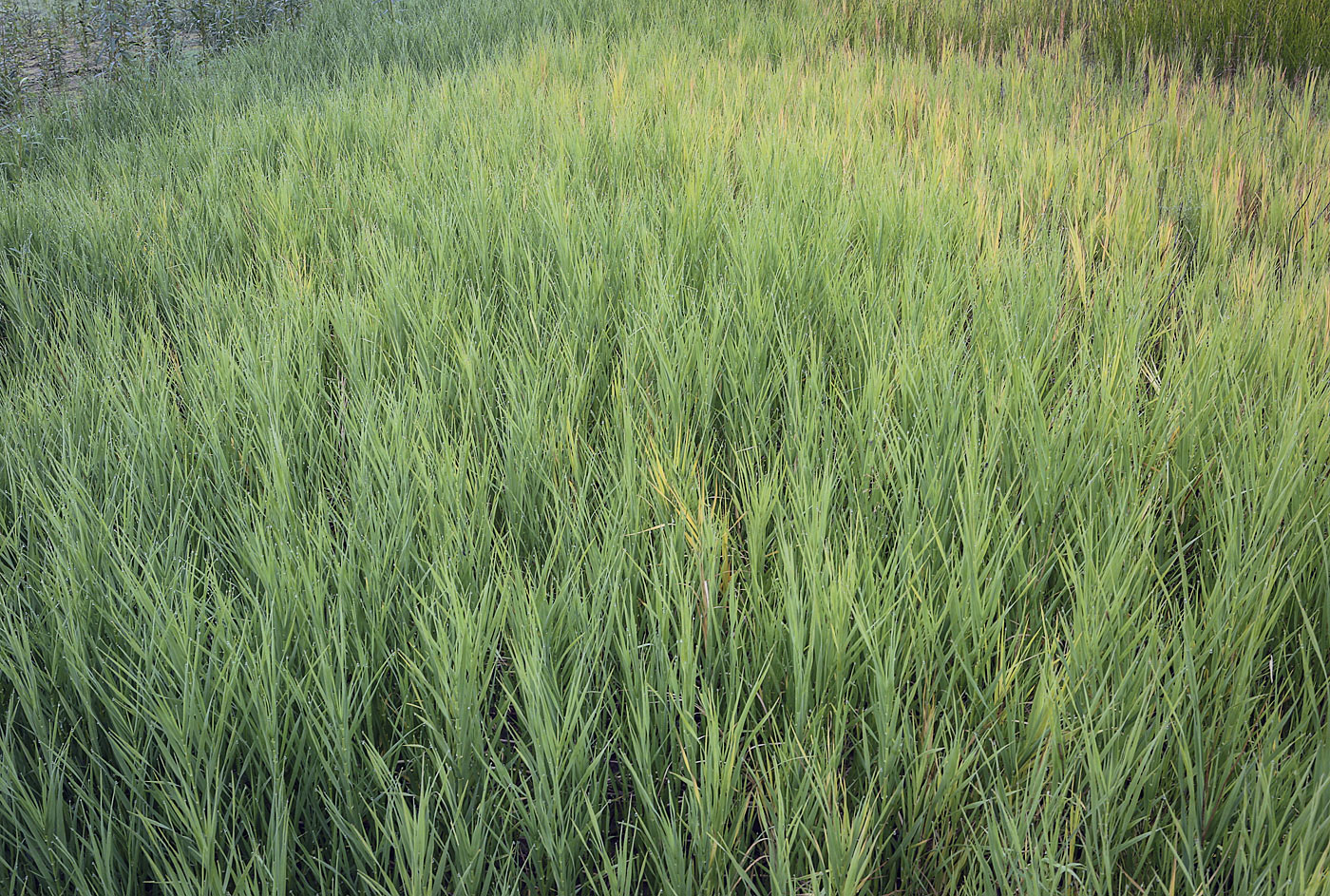 Image of Glyceria maxima specimen.