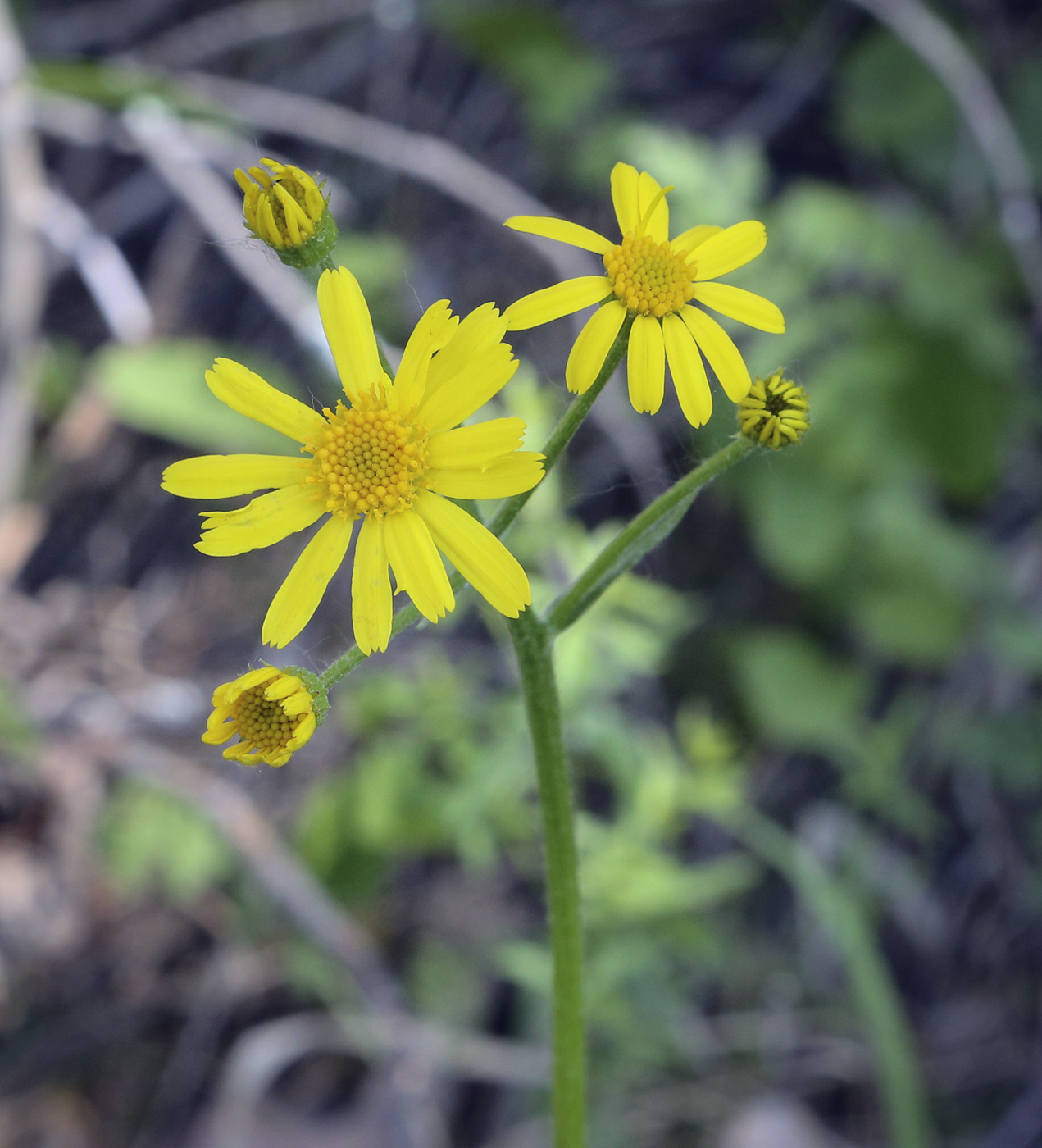 Изображение особи Tephroseris integrifolia.