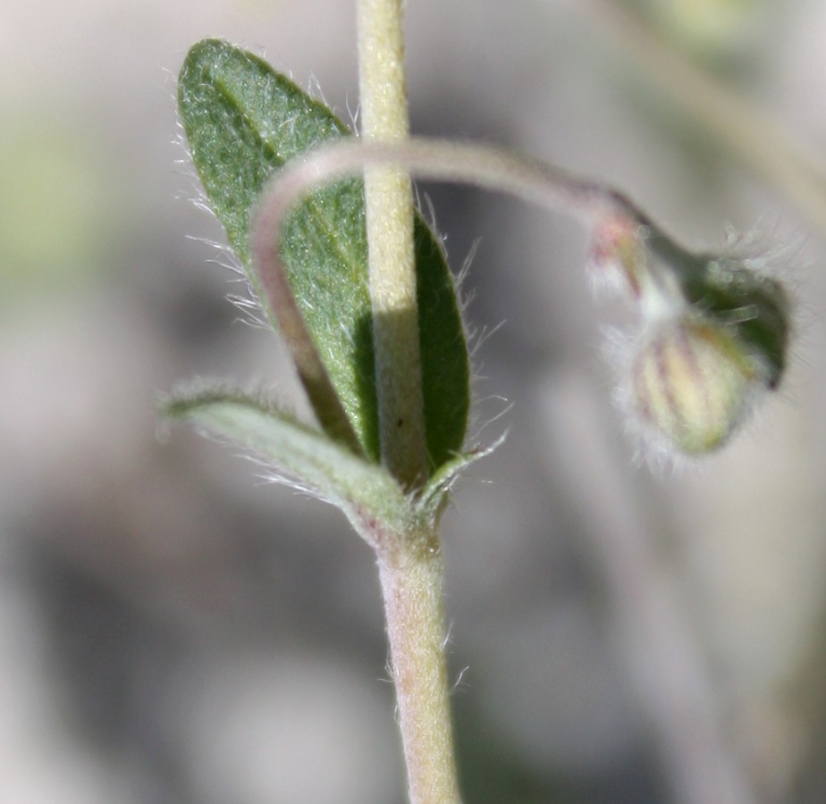 Image of Helianthemum georgicum specimen.