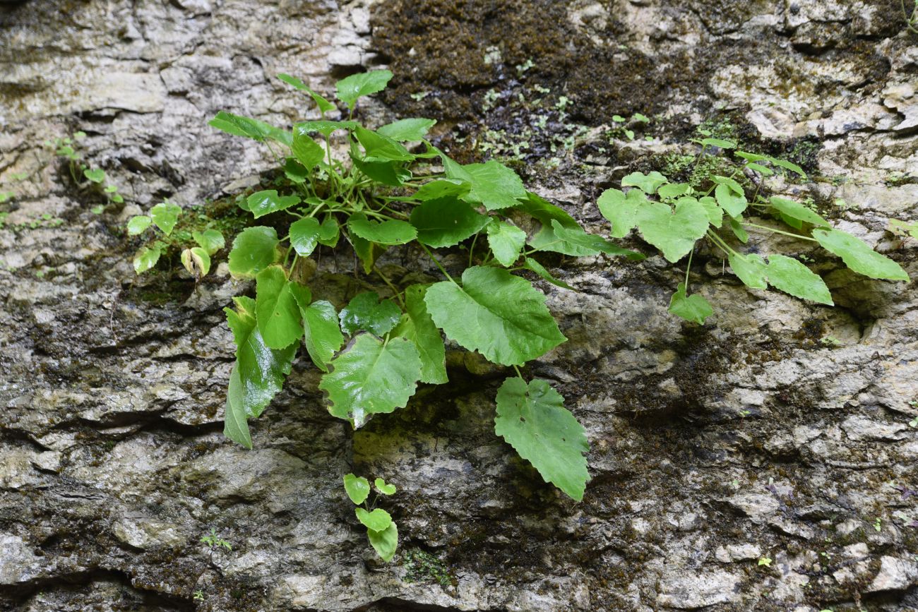 Image of Campanula pendula specimen.