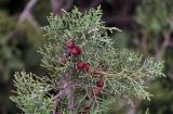 Juniperus phoenicea. Верхушка ветви с шишкоягодами. Марокко, обл. Марракеш - Сафи, хр. Высокий Атлас, перевал Тизи-н'Тишка, ≈ 2000 м н.у.м., каменистый склон. 01.01.2023.