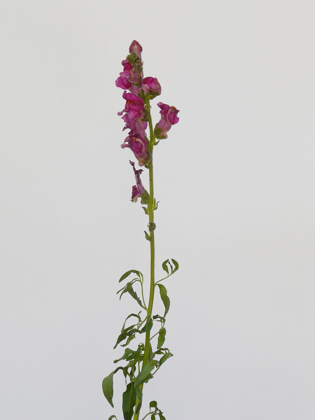 Image of Antirrhinum majus specimen.