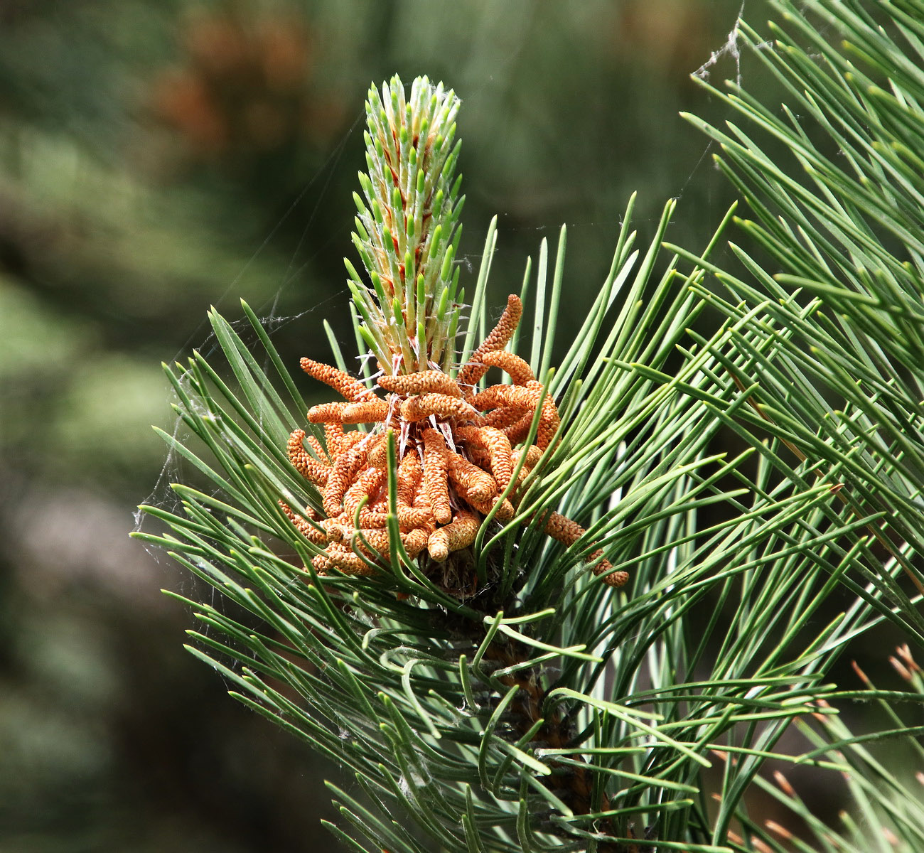 Image of genus Pinus specimen.