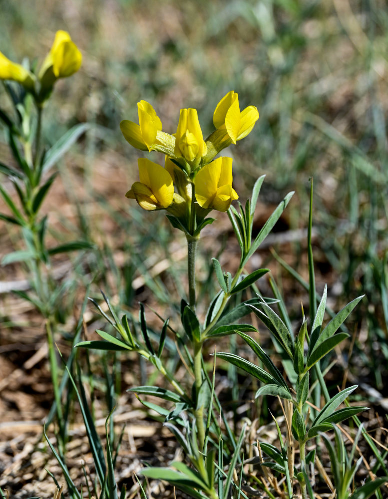 Image of Thermopsis lanceolata specimen.