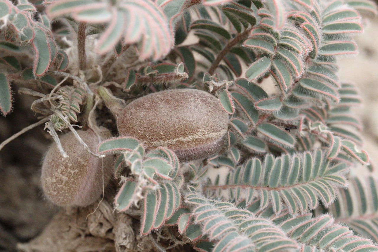 Image of genus Astragalus specimen.