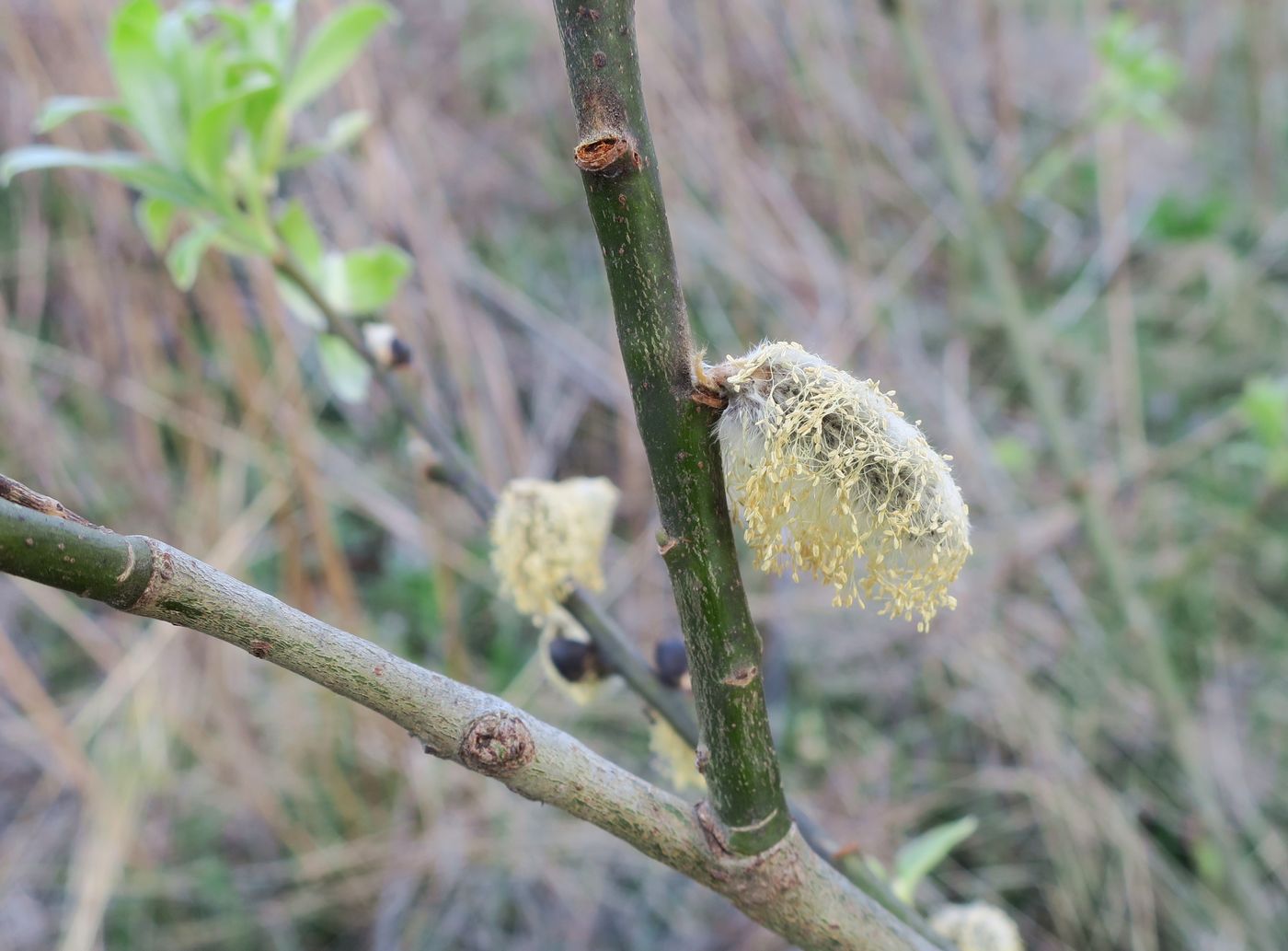 Image of Salix cinerea specimen.