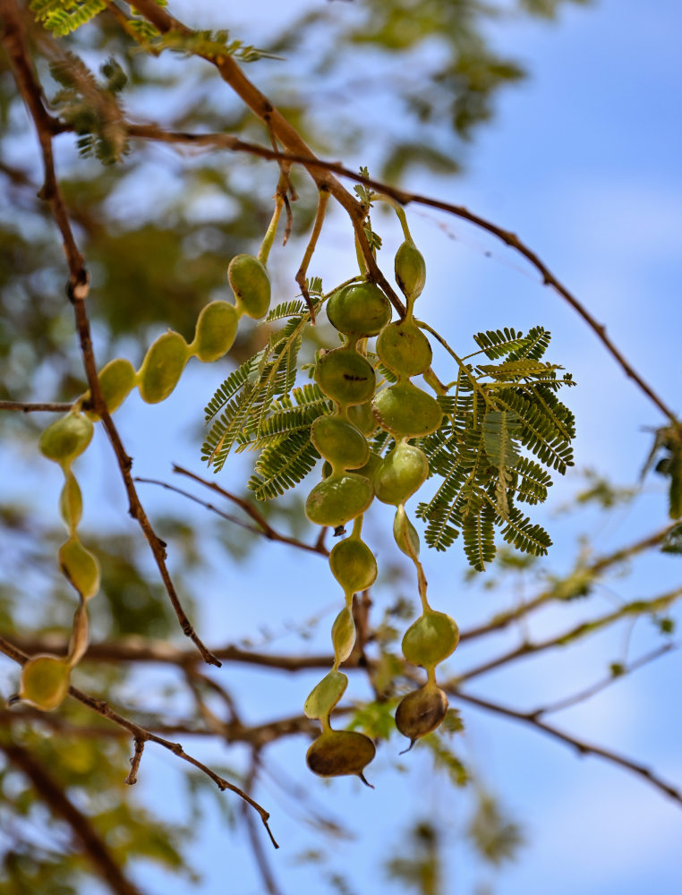 Изображение особи Vachellia nilotica.