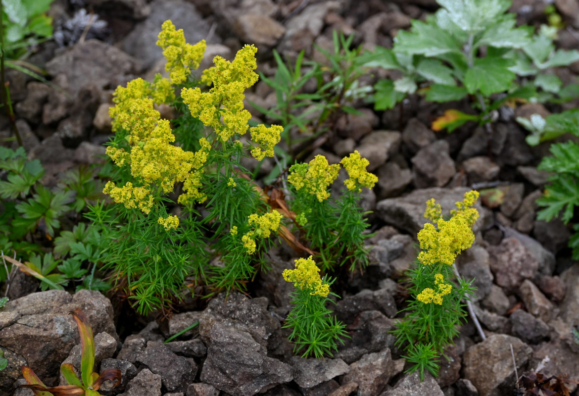 Изображение особи Galium verum.