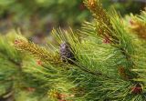 Pinus pumila. Ветвь с шишкой и макростробилом (на верхушке молодого побега слева). Приморский край, Ольгинский р-н, гора Снежная, выс. 1540 м н.у.м., каменная россыпь. 25.06.2023.