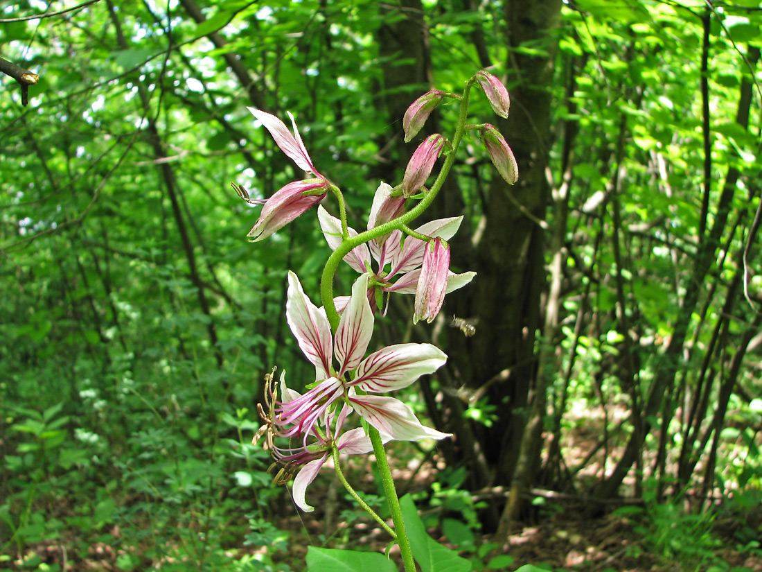 Изображение особи Dictamnus gymnostylis.