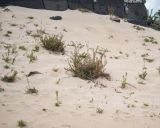 Oenothera stricta. Плодоносящие растения. Чили, обл. Valparaiso, провинция Isla de Pascua, северо-восточная часть острова, бухта Anakena, закреплённые дюны. 09.03.2023.