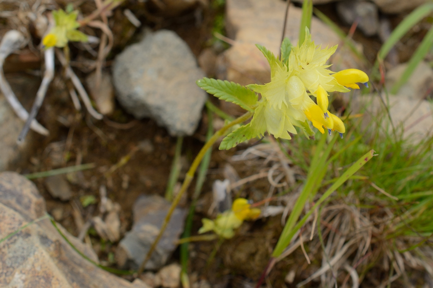 Изображение особи Rhinanthus subulatus.