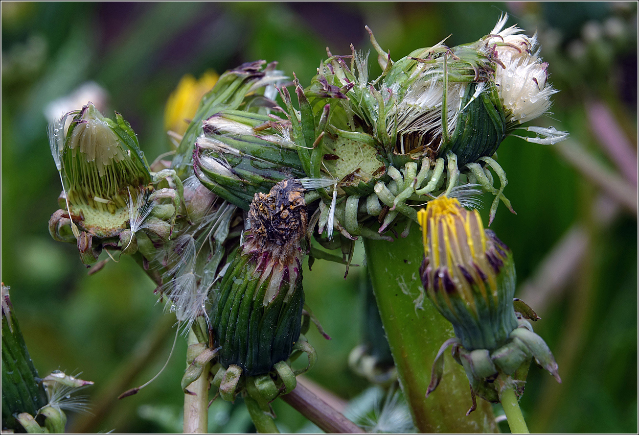 Изображение особи Taraxacum officinale.