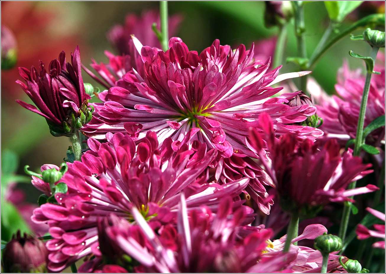 Изображение особи Chrysanthemum indicum.